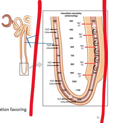 <p>•Max concentration (the end to the positive feedback) is determined by the <strong>number of</strong> <u><strong>_______</strong></u></p>