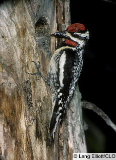<p>Order: Piciformes Family: Picidae (Woodpeckers and Allies)</p>