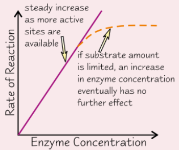 <ul><li><p><strong>More enzyme molecules</strong> → more likely for substrate molecule to <strong>collide </strong>and form <strong>enzyme-substrate complex</strong></p><ul><li><p>→ increase <strong>enzyme conc. </strong>= <strong>increase RoR</strong></p></li></ul></li><li><p>If amount of <strong>substrate limited</strong>, there is a point where enzyme molecules &gt; substrate → more enzyme = <strong>no effect</strong></p></li></ul><p></p>