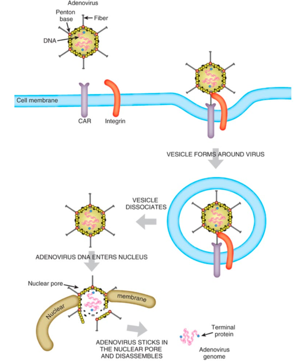 <ol><li><p>Går inn i menneskecellen ved å gjenkjenne reseptorene CAR og integrin</p></li><li><p>Viruset går inn i cellen gjennom endocytose</p></li><li><p>Adenoviruset injiserer DNA-et sitt inn i kjernen</p></li></ol><p></p>