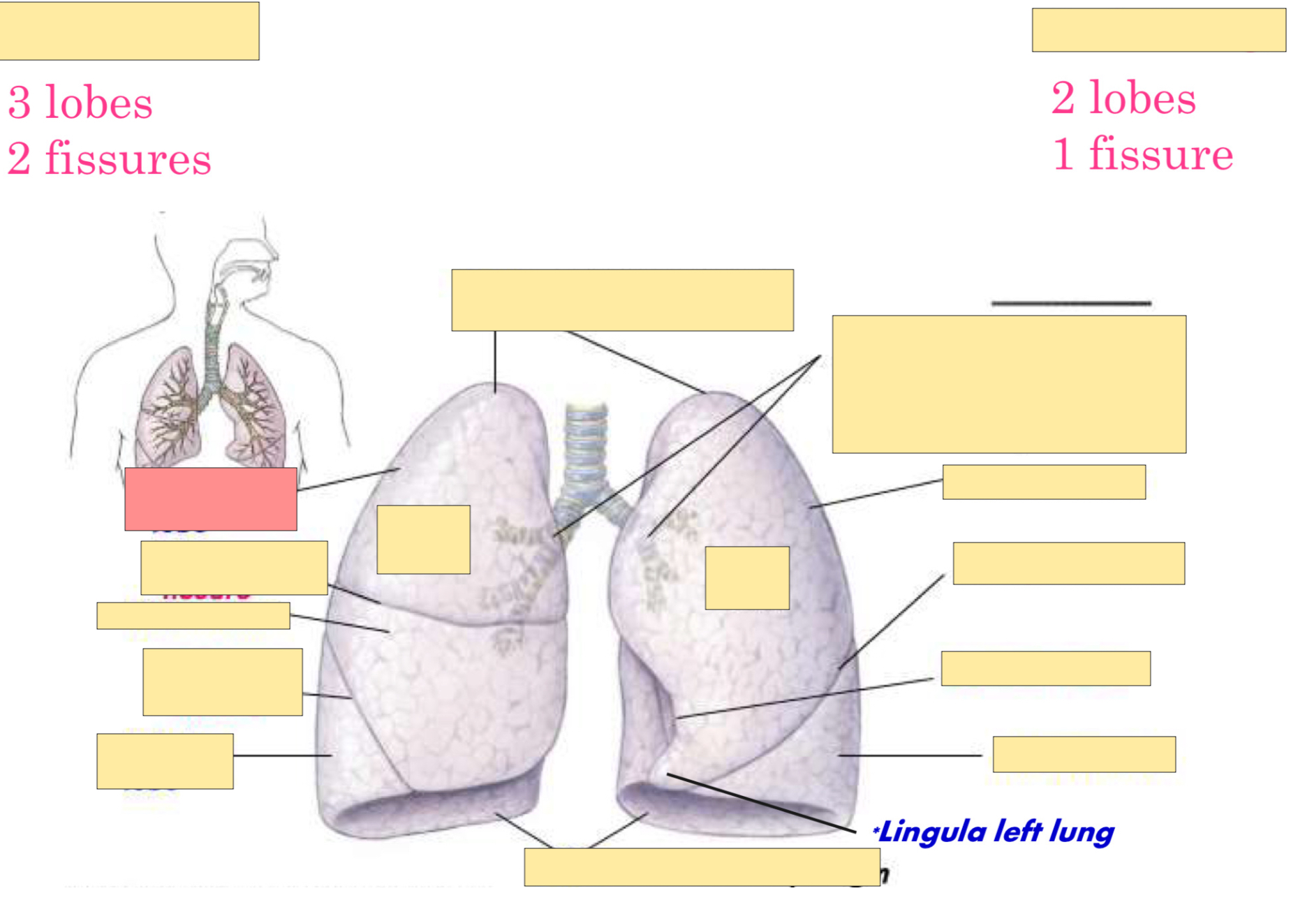 <p>What lobe is this?</p>