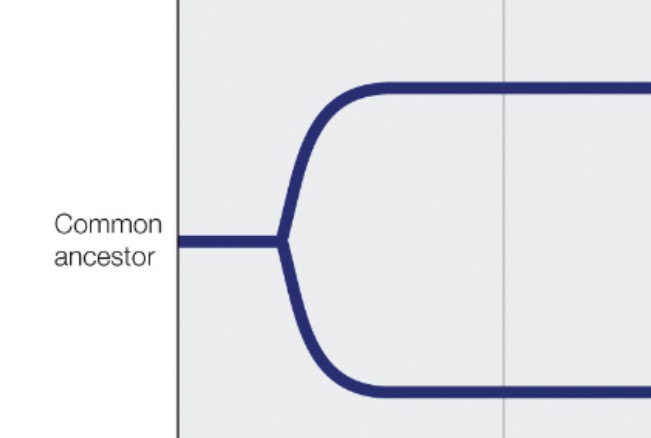 <p>The first line of the tree is represents the common ancestor</p>