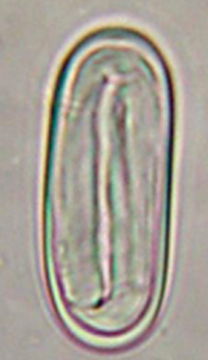 <p>Spirocera lupi</p>