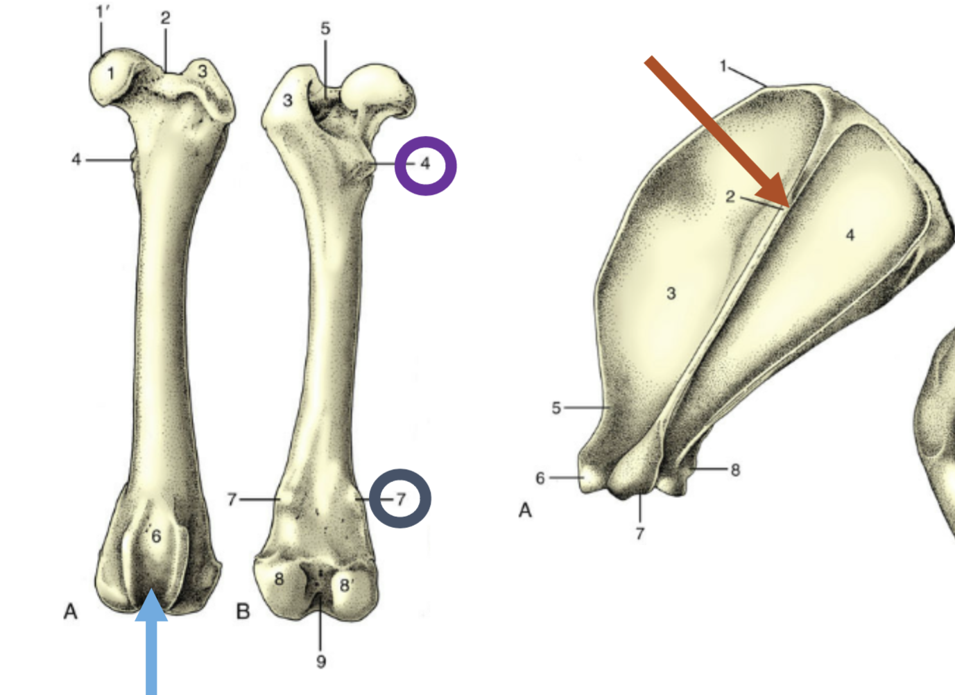 <p>What is shown by the red arrow?</p>