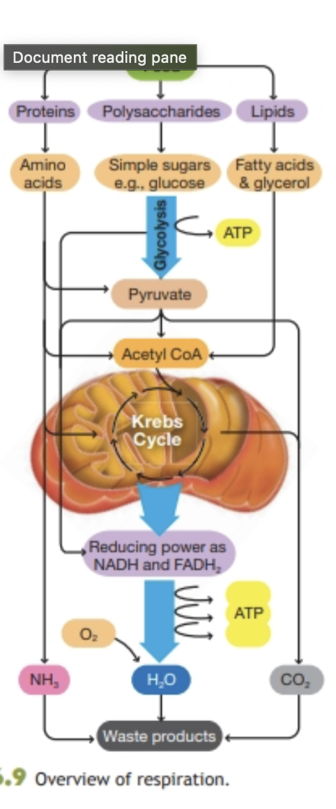 knowt flashcard image