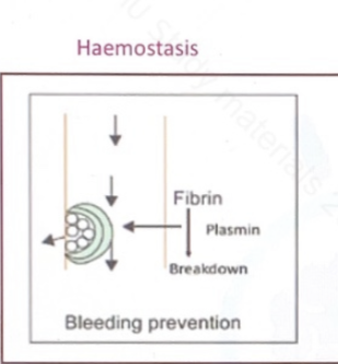 Bleeding prevention by fibrin formation and platelet aggregation