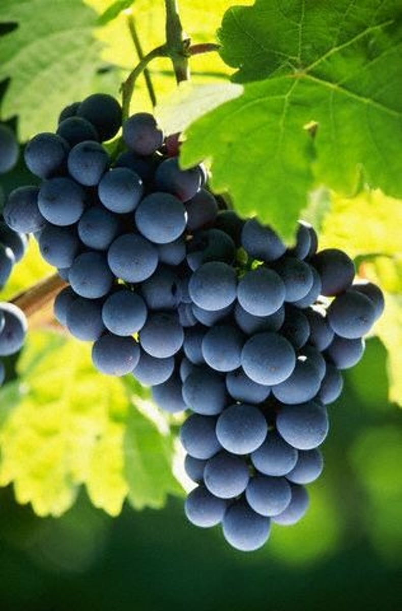 <p>las uvas</p>