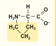 <p>P</p><p>nonpolar</p><p></p>