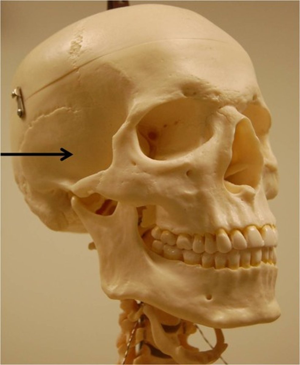 <p>two bones on each side of the head that form the lower portion of the skull</p>