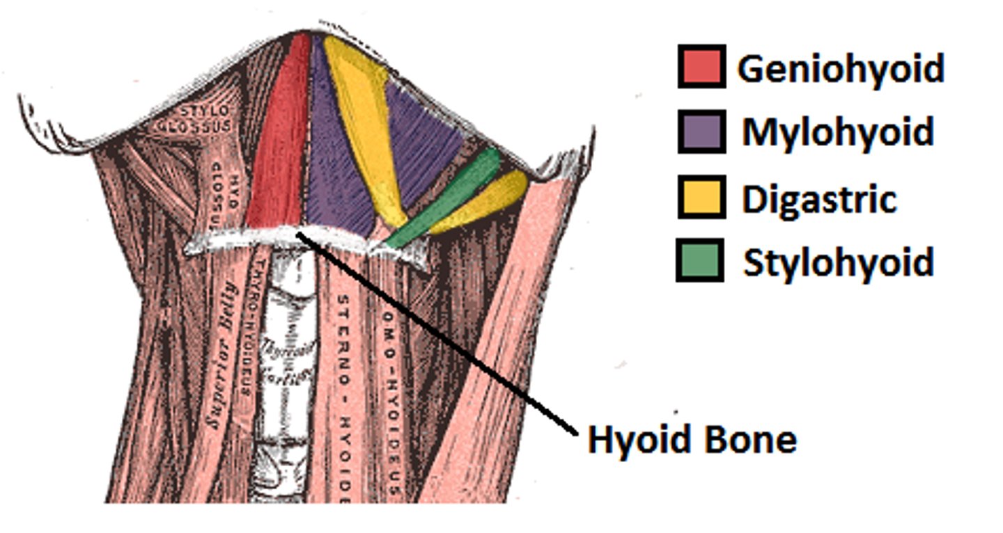 <p>V3 (fifth cranial or trigeminal nerve)</p>