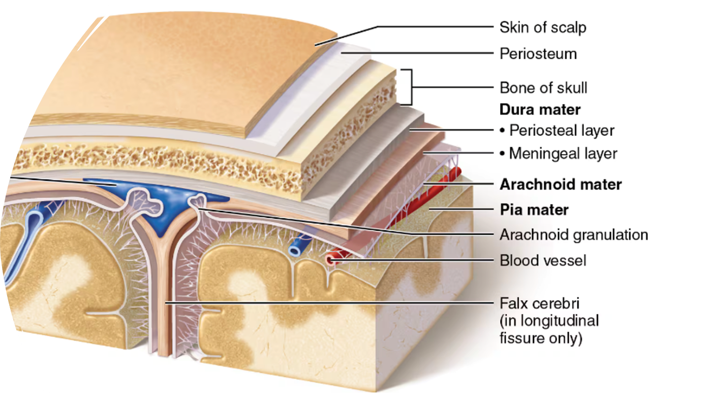<p>dura mater, arachnoid mater, and pia mater (superficial to deep); these protective layers are deep to the cranium and wrap around the brain</p>