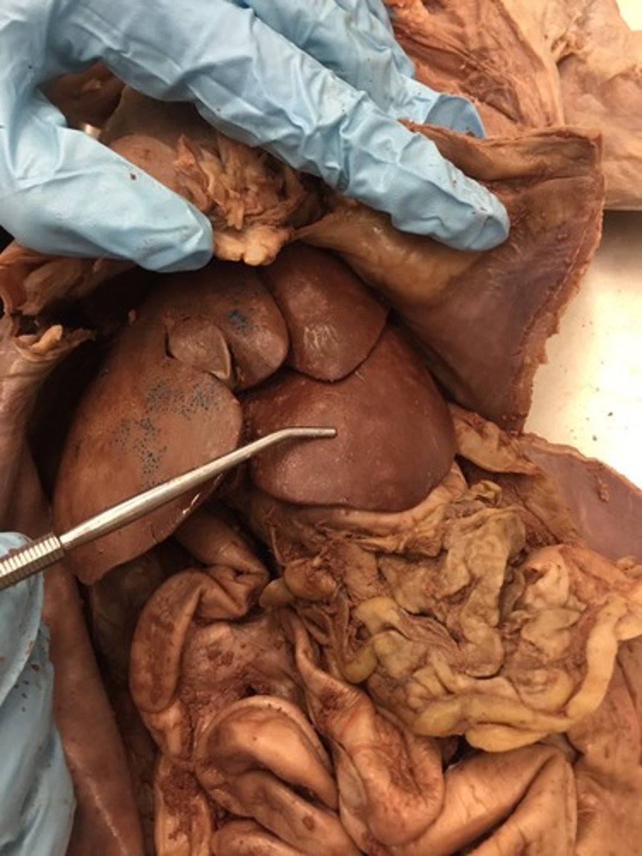 <p>located behind the diaphram</p>