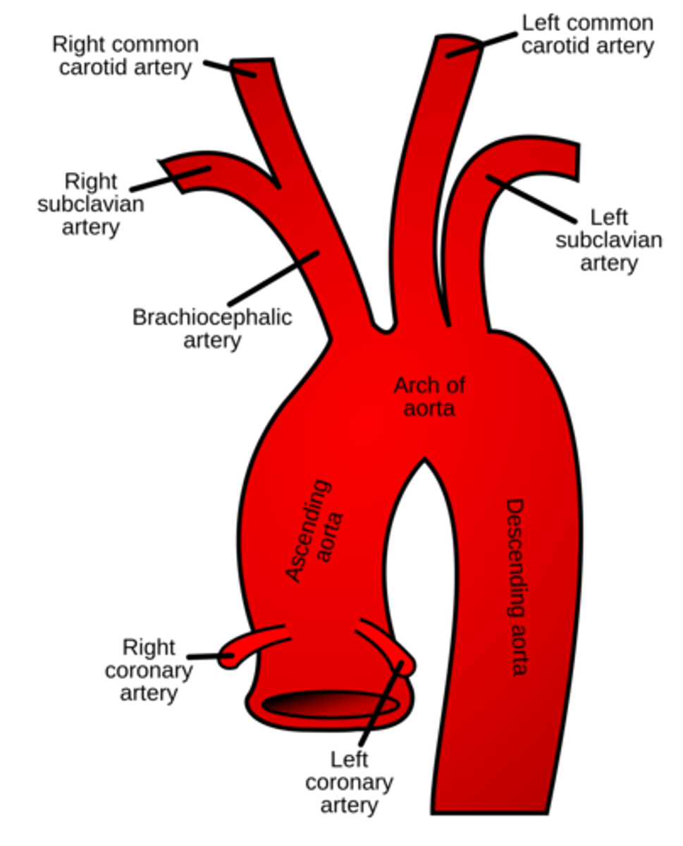 <p>◦ Brachiocephalic a (not paired)</p><p>◦ L/R Common carotid aa (CCA)</p><p>◦ External carotid aa</p><p>◦ Internal carotid aa</p><p>◦ L/R Subclavian aa</p>