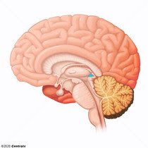 <p>-contains <strong><u>pineal gland</u></strong> (secretes <strong>melatonin </strong>to regulate sleep-wake cycle; fall sleep)</p>