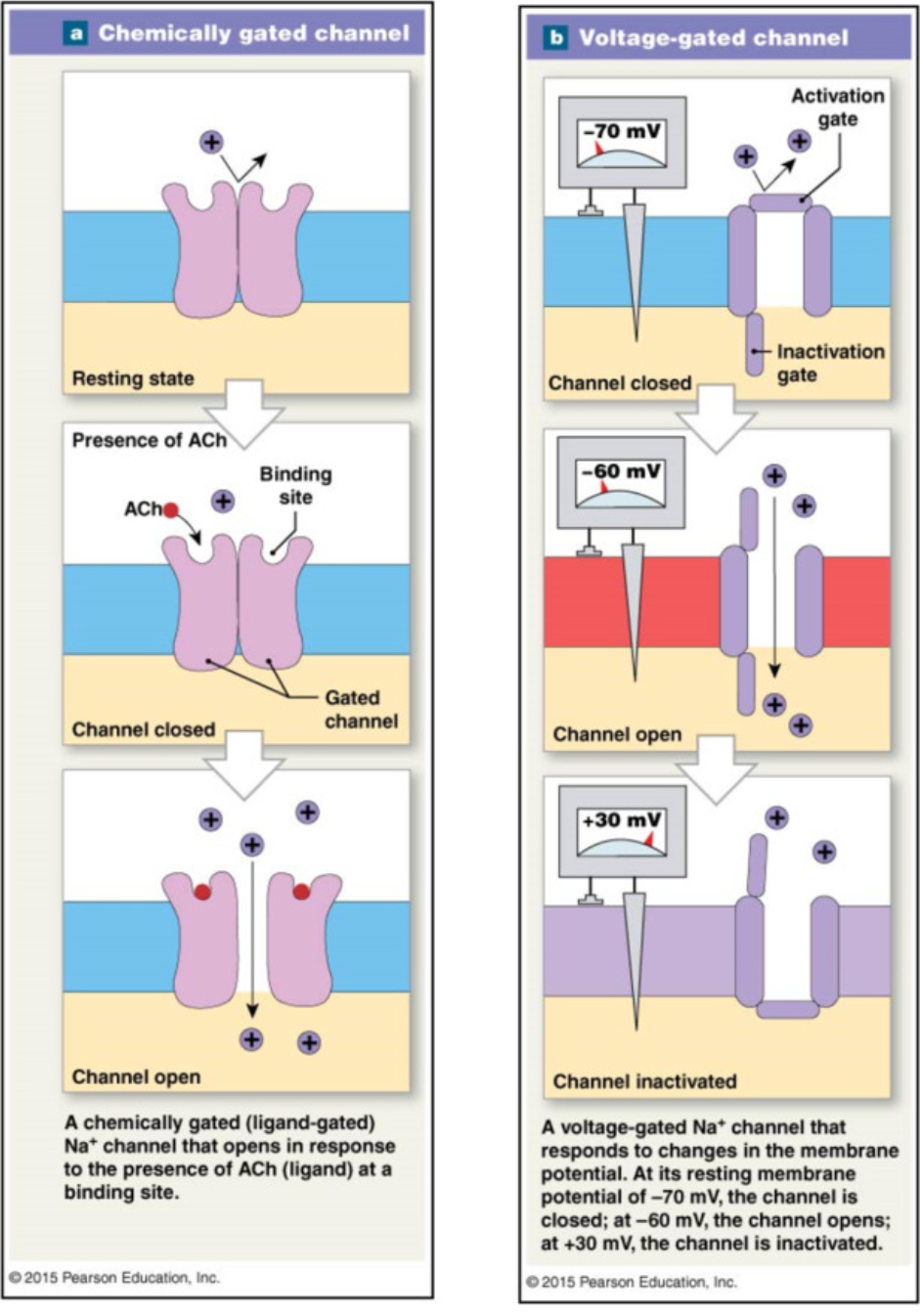 <p>occur due to activation of&nbsp;</p><ul><li><p><strong>Chemically gated channels</strong>&nbsp;→ graded potential </p><ul><li><p>binding of chemical → open</p></li></ul></li><li><p><strong>Voltage gated channels</strong>&nbsp;→ action potential </p><ul><li><p>change in voltage → open</p></li></ul></li></ul><p></p>