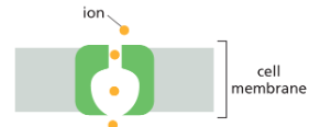 <p>What type of transport membrane protein is this?</p>