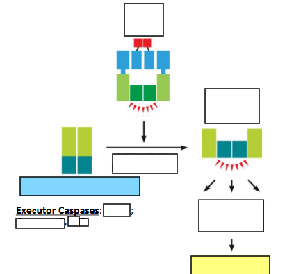 <p>Regulation of Caspases</p>