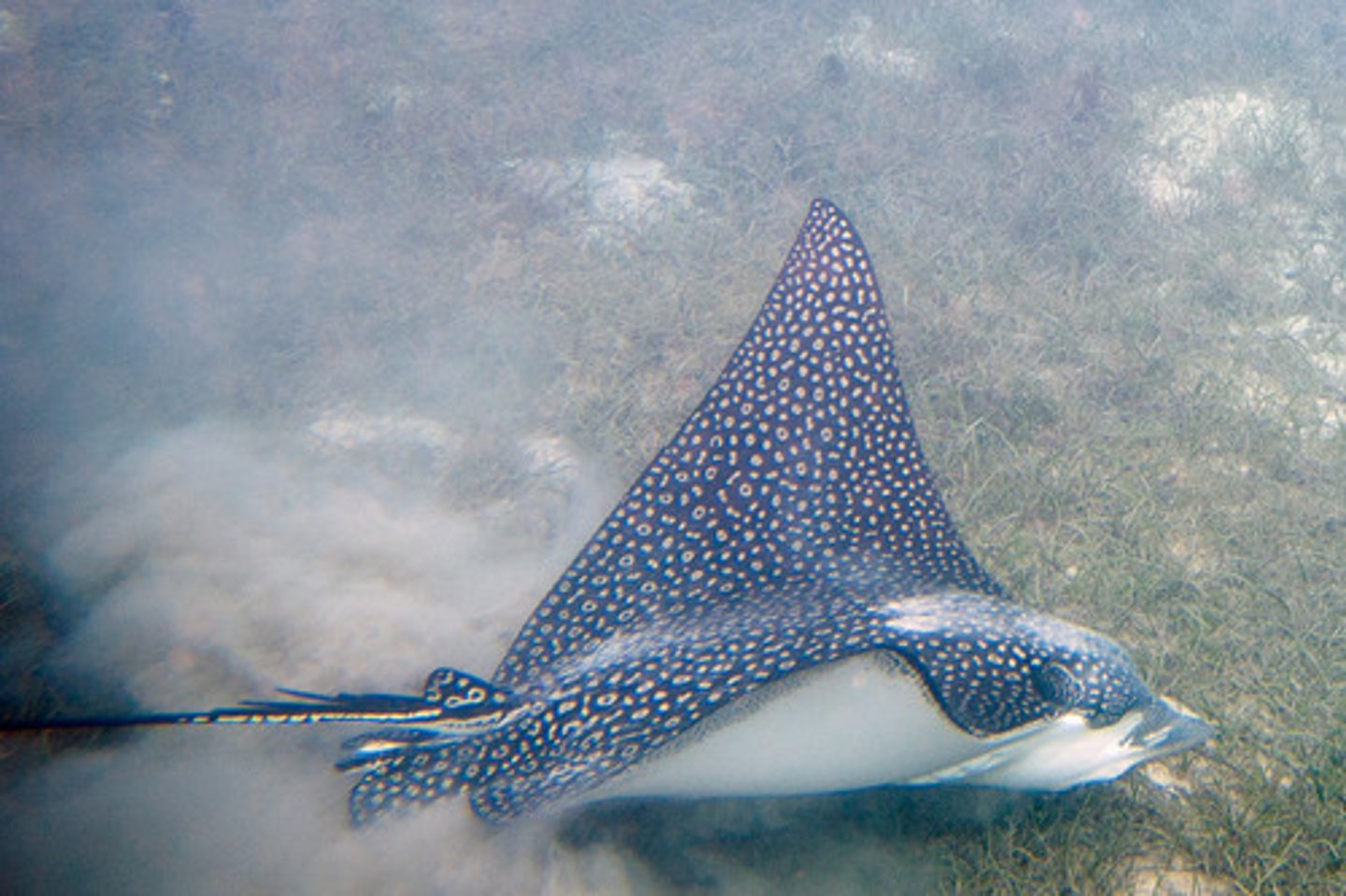 <p>Eagle Rays</p>