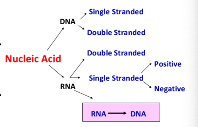 <p>Viral grouping by genomic material</p>