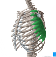 <p>Serratus Anterior</p>