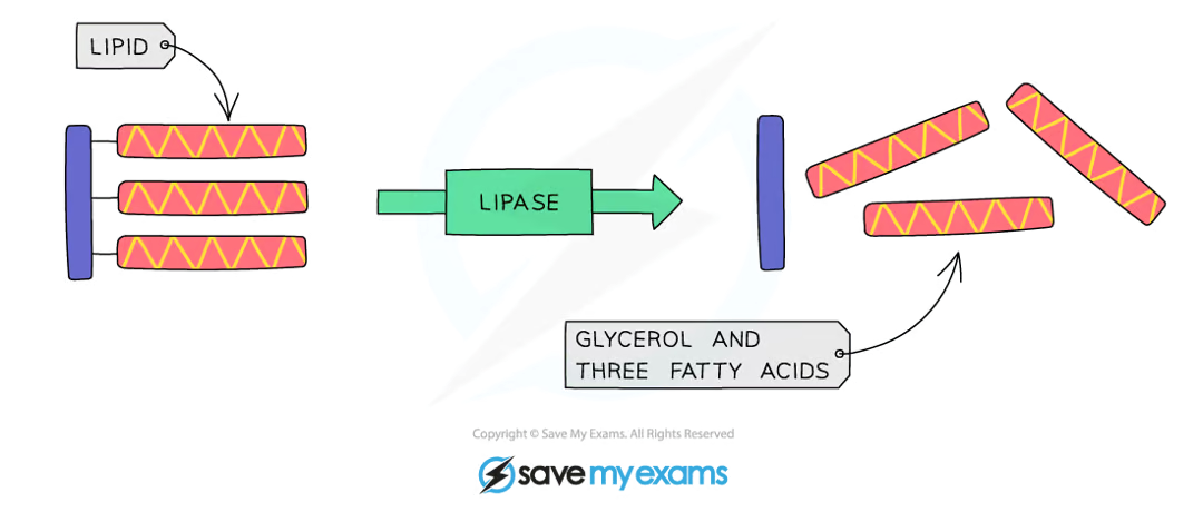 <ul><li><p>break down <strong>lipids </strong>to <strong>glycerol </strong>and <strong>fatty acids</strong></p></li><li><p>produced in the <strong>pancreas </strong>and secreted into <strong>the small intestine</strong></p></li></ul><p></p>
