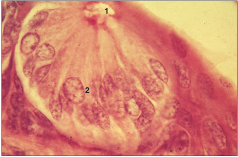 <p>Identify the structure:</p><p>Specie:</p><p>Parts:</p><p>1.__ 2. __</p><p>Stain used:</p>