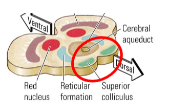<p>aka. the “where” system.</p><p>From retina to <span style="color: red">superior colliculi</span> (in <span style="color: red">tectum</span>, midbrain), to <span style="color: red">pulvinar nuclei</span> in the thalamus, and then to other visual areas (i.e. <span style="color: red">bypasses the primary visual cortex</span>).</p><ul><li><p>Only <span style="color: red">magnocellular </span>RGC axons)</p></li></ul><p></p><p>notes</p><ul><li><p>doesn’t use the visual system.</p></li><li><p>knows there are objects around us without being consciously aware. </p></li></ul><p></p>