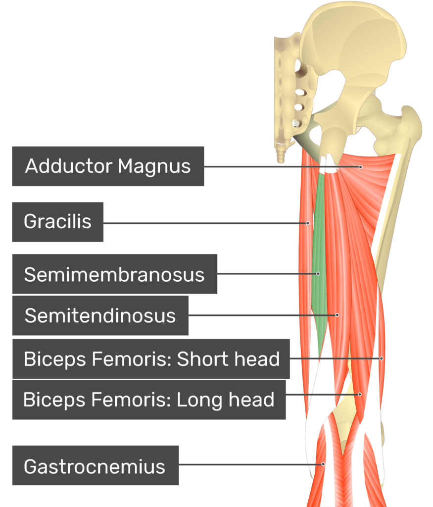 <p>part of hamstringsl flexes leg, bends knee </p>