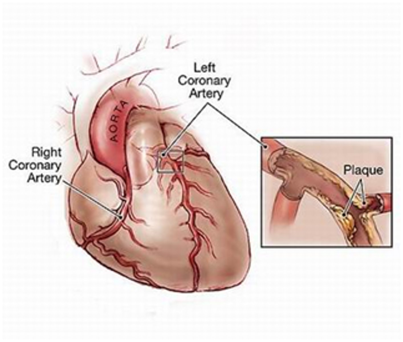 <p>pertaining to the heart</p>