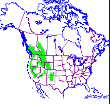 <p>Which species fits the following habitat and management concerns?</p><p><br>Habitat:&nbsp;Talus slopes that include adequate patches of vegetation; generally at higher elevations; require cover of the rock crevices as well as lush plant growth</p><p>Management issues: Appear important in maintaining the diversity and abundance of alpine meadow plant species; threatened due to climate change</p>