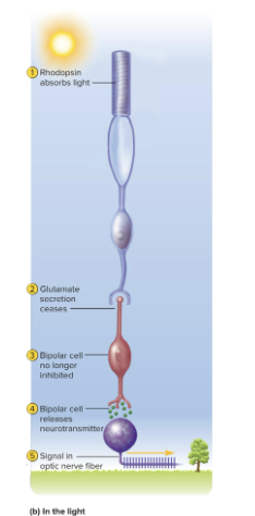 <ul><li><p>rods constantly release glutamate</p></li><li><p>glutamate goes from axons of rods to the bipolar cells</p><ul><li><p>acts as an inhibitor to the bipolar cells</p></li><li><p>bipolar cells will be hyperpolarized</p></li><li><p>makes it so that bipolar cells do not release neurotransmitters to our ganglion cells</p></li></ul></li><li><p>When light hits, rods stop releasing glutamate, which allows neurotransmitters to be sent to ganglion cells </p><ul><li><p>bipolar cells are excited by increasing light intensity</p></li></ul></li><li><p>when rods are not activated they are releasing neurotransmitters</p></li><li><p>when rods are activated, they stop releasing neurotransmitters</p></li></ul><p></p>