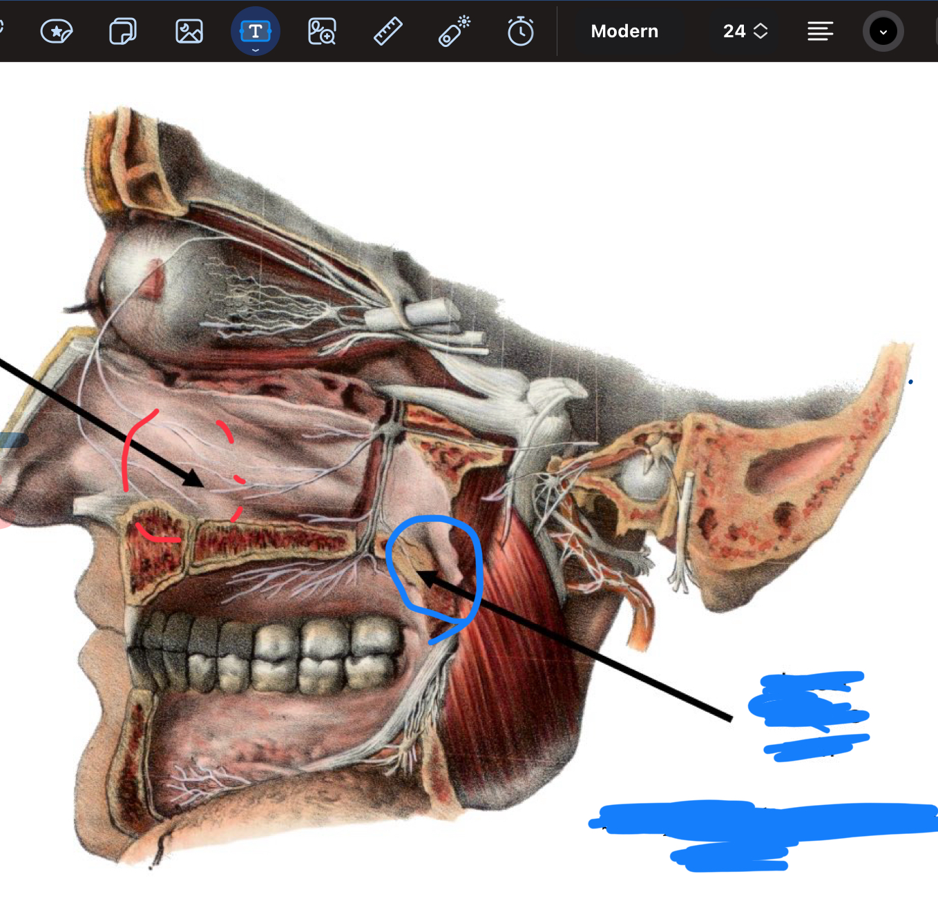 <p>What nerve is located in the red circle of the provided images?</p>