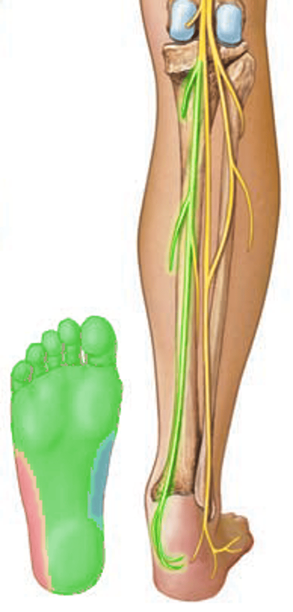 <p>ALL 7 muscles of posterior leg</p><p>gastrocnemius</p><p>soleus</p><p>plantaris</p><p>popliteus</p><p>tibialis posterior</p><p>flexor digitorum longus</p><p>flexor hallucis longus</p>