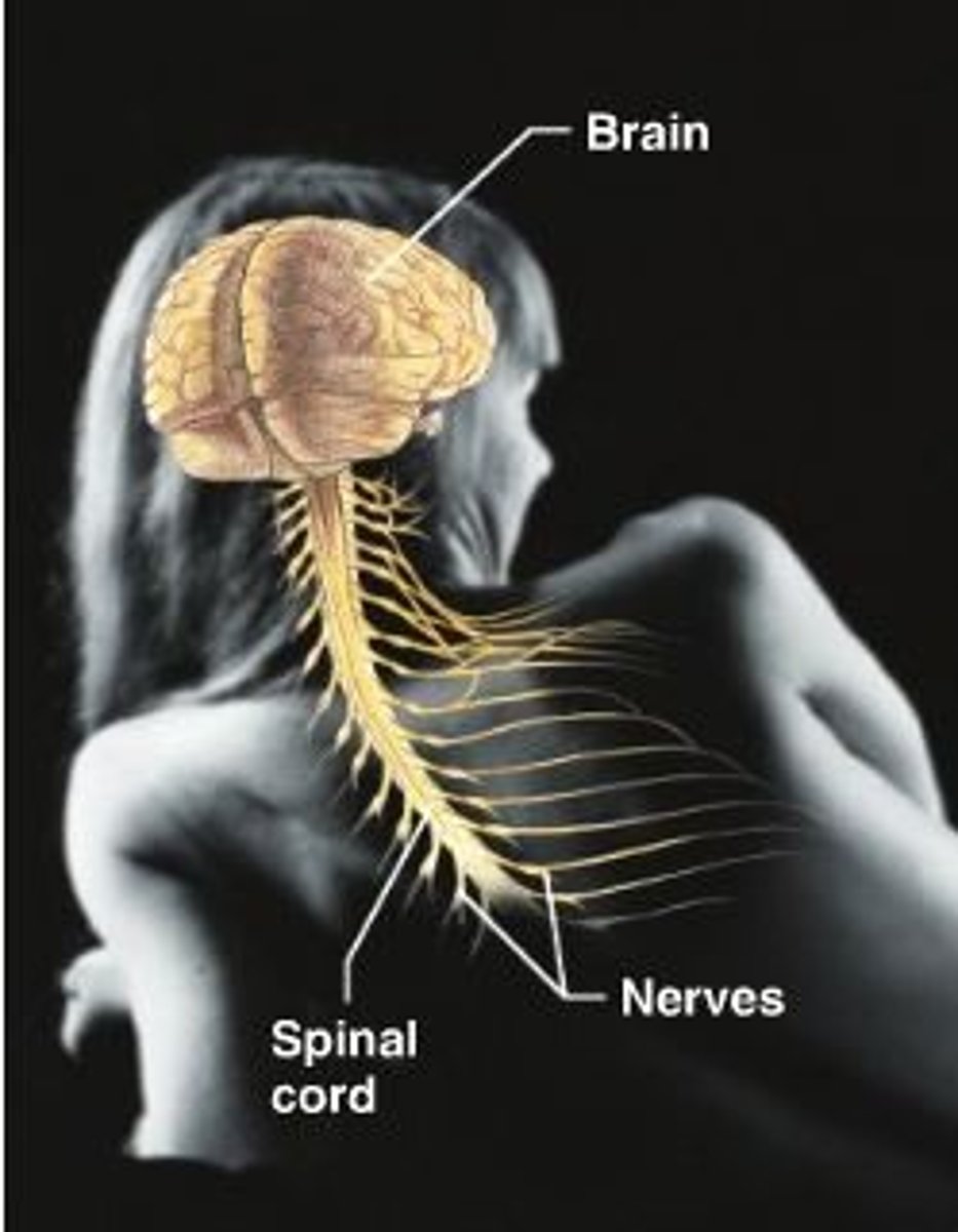 <p>brain, spinal cord, nerves</p>