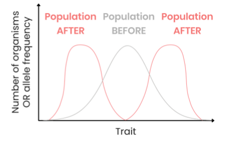 <ul><li><p>organisms with alleles coding for either extreme variation of a trait have a selective advantage</p></li><li><p>so frequency of alleles coding for both extreme variations of the trait increase and those coding for the average variation of the trait decrease</p></li><li><p>this can lead to speciation</p></li></ul><p></p>