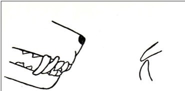 <p>top teeth overlapping the lower</p>