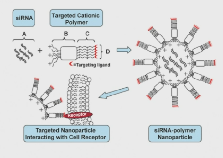 <p>A: siRNA</p><p>B: polycationic groups (neutralise negative charge)</p><p>C: PEG to increase molecular weight</p><p>D:targeting ligand - made specific to a receptor on the cell type of interest</p>