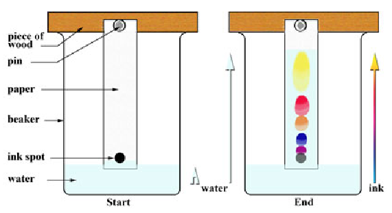 <p><span style="color: green">Separates small amounts of dissolved substances by running a solvent along absorbent paper.</span></p>