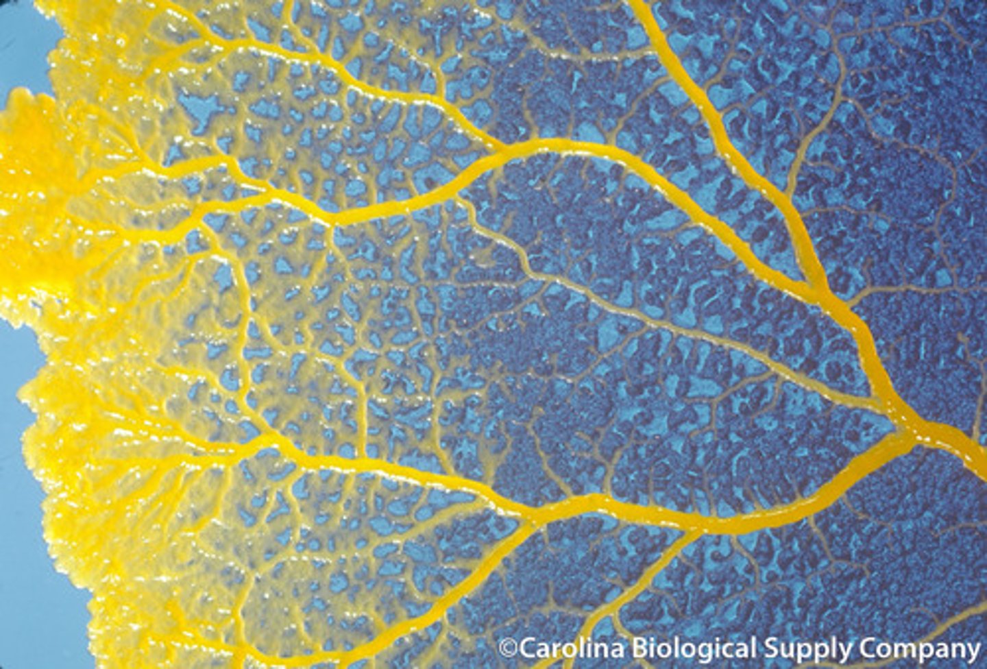<p>slime molds that pass through a stage in which their cells fuse to form one large cell with many nuclei</p>