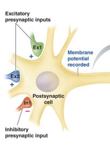 <p>Here we have <span style="color: blue"><strong>3 </strong></span><strong>Synapses</strong></p><p><strong>(</strong> not real just <strong>simplified</strong>! )</p><p></p>