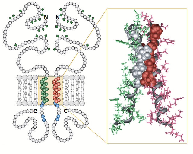 <p>The most common protein structure element crossing biological membranes, twisted into a coil.</p><p>Transmembrane domain made of hydrophobic amino acids.</p><p>Most frequently used for sequence-specific interactions in protein–DNA interfaces.</p>