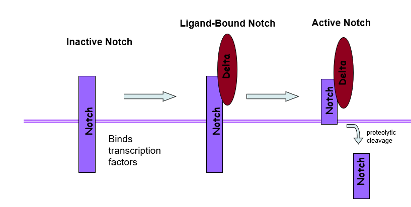 The transmembrane **Notch receptor** binds **Delta**, a membrane-bound ligand on a neighboring cell. 

\
**Cytoplasmic tail of Notch is cleaved** and moves to the nucleus to interact with nuclear proteins.

\
Type of pathway: simple, linear response

* Juxtacrine signaling