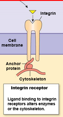 <ul><li><p><u>outside cell</u>: bind to ligands or extracellular matrix proteins</p></li><li><p><u>inside cell</u>: integrins attach to cytoskeleton through anchor proteins</p></li></ul>