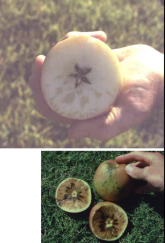 What is this injury called?