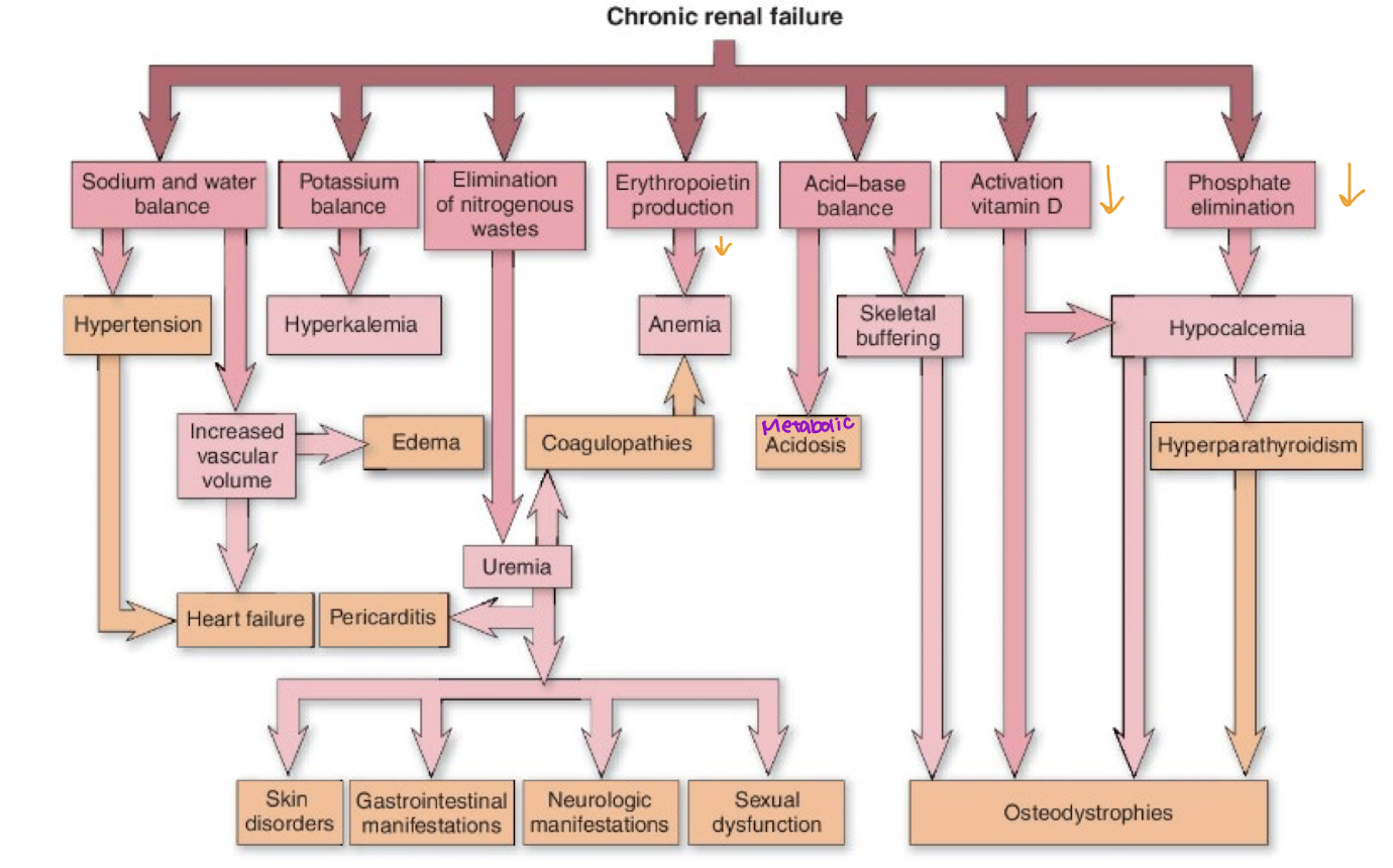 <ul><li><p>Renal → Dry mouth, Decreased urine, Irregular pulses, Fatigue</p></li><li><p>Cardio → Arrhythmias</p></li><li><p>Respiratory → Infection, crackles, pleuritic pain</p></li><li><p>GI → Sore + Bleeding gums, Hiccups, Metallic taste, Ammonia smell to breathe</p></li><li><p>Skin → Pallid, Yellowish bronze color, Dry, Brittle nails/hair, Flaky urea deposits</p></li><li><p>Neuro → Altered consciousness, muscle cramps/twitching, Itchy legs + feet</p></li><li><p>Hematologic → Eady bruise / bleed</p></li><li><p>Musculoskeletal → Fractures, Abnormal gait</p></li></ul><p></p>