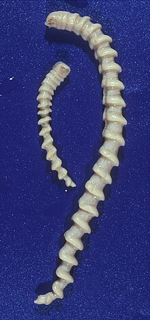 <p><span>Tongue worms can infect humans, causing pentastomiasis, a typically zoonotic infection where humans are accidental hosts.</span></p>