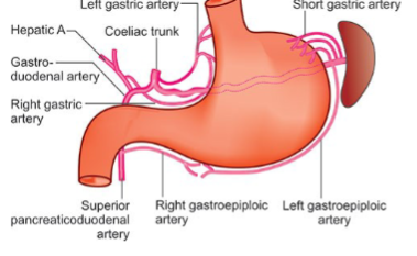 <ul><li><p>arterial supply of blood is provided celiac trunk system </p></li><li><p>venous drainage: drain hepatic portal vein </p></li></ul><p></p>