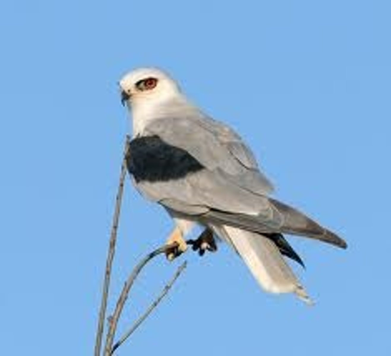 <p>Grasslands and agricultural fields; CA Fully Protected Species; Hovers while foraging</p>