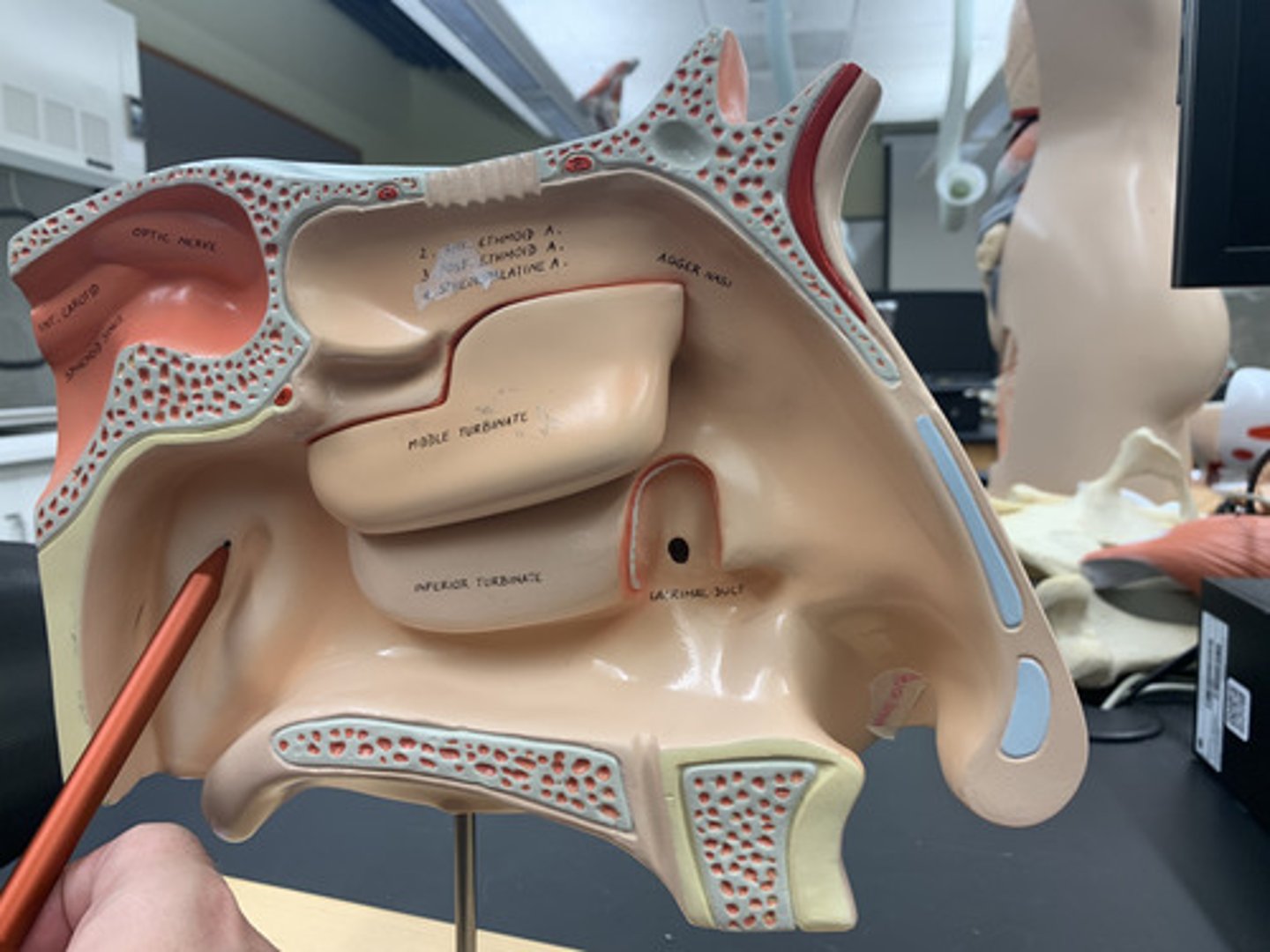 <p>elevation of cartilage caused by the auditory tube</p>
