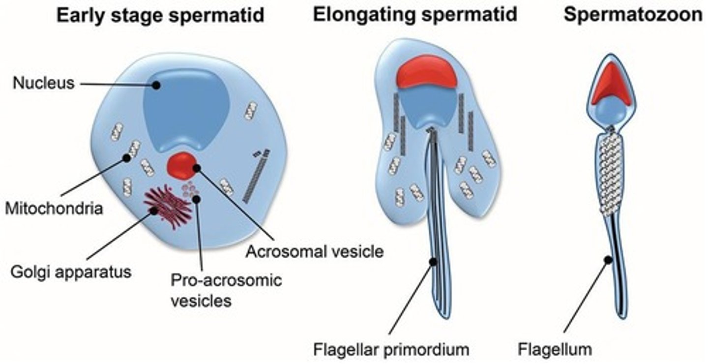 <p>The maturation of spermatids into sperm, acquiring a tail and becoming motile.</p>